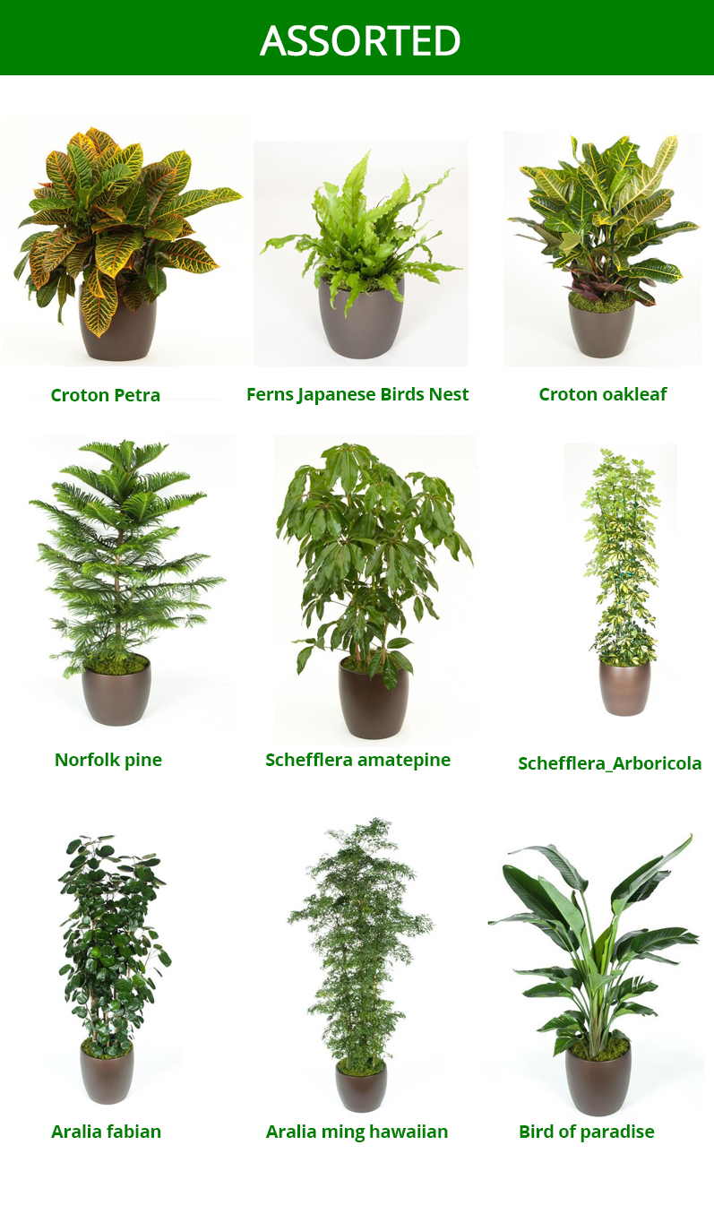 Interior plants - Imagine Plants - Interior Plant Services ...